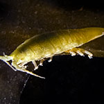 Idotea neglecta